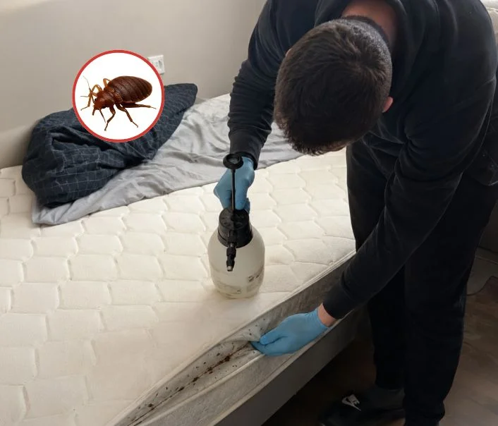 Technicien traitant un matelas contre les punaises de lit à Haute-Isle